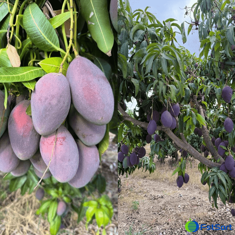 images/1745918492324mango grader.png